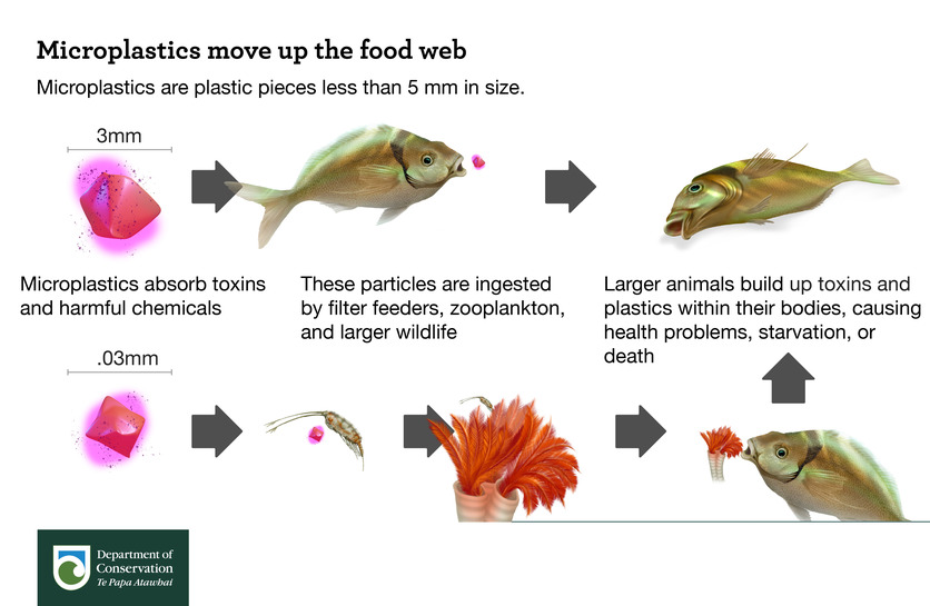 Infographic illustrating microplastics in the food web. 