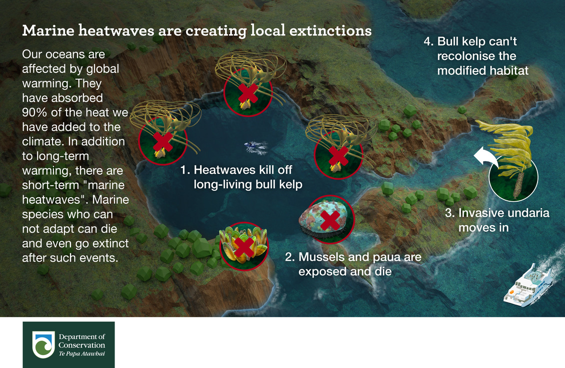 Marine heatwaves are creating local extinctions inforgraphic.