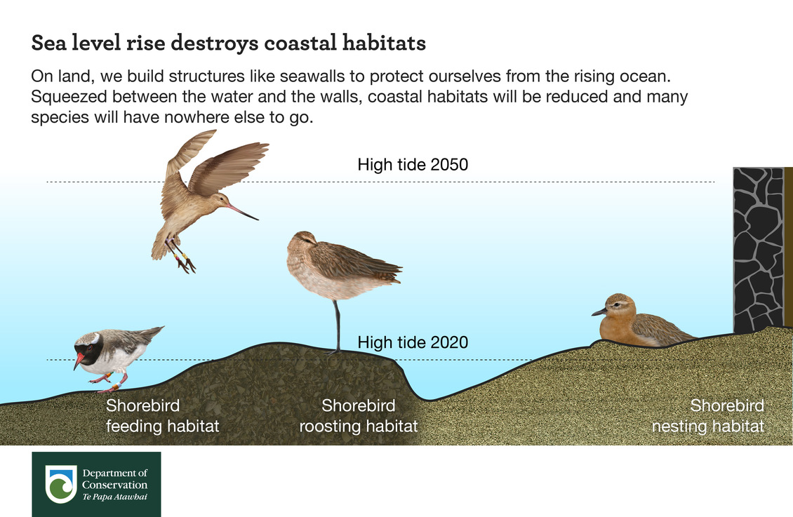 Sea level rise destroys coastal habitats infographic 