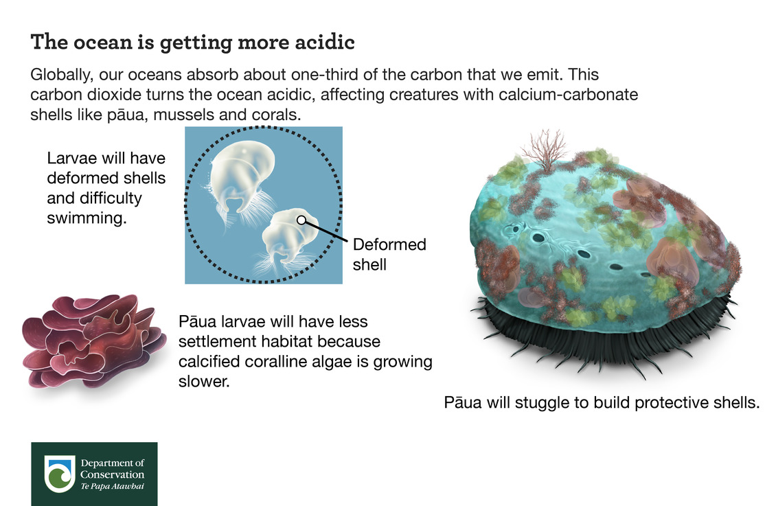 Infographic showing the increasing acidity of the ocean.