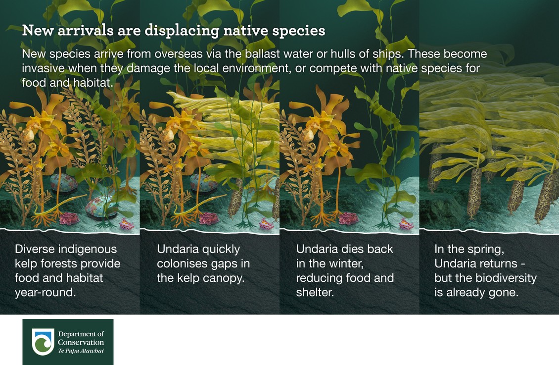 New arrivals are displacing native species infographic. 