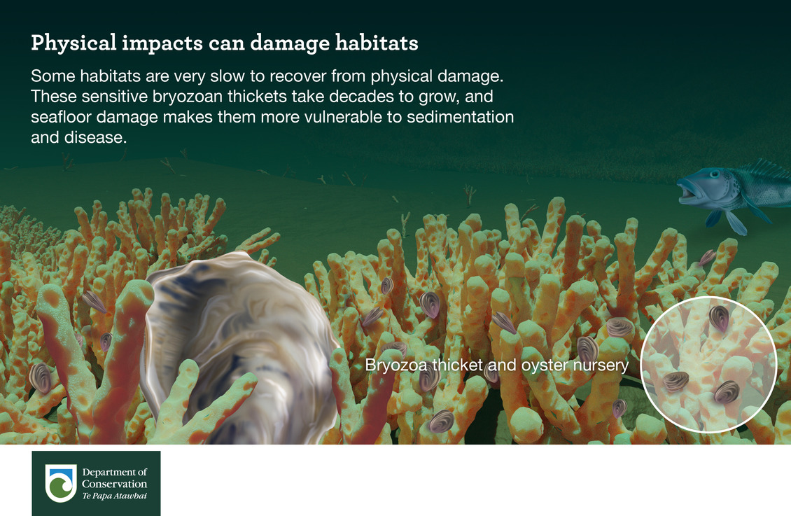 Physical impacts can damage habitats infographic.