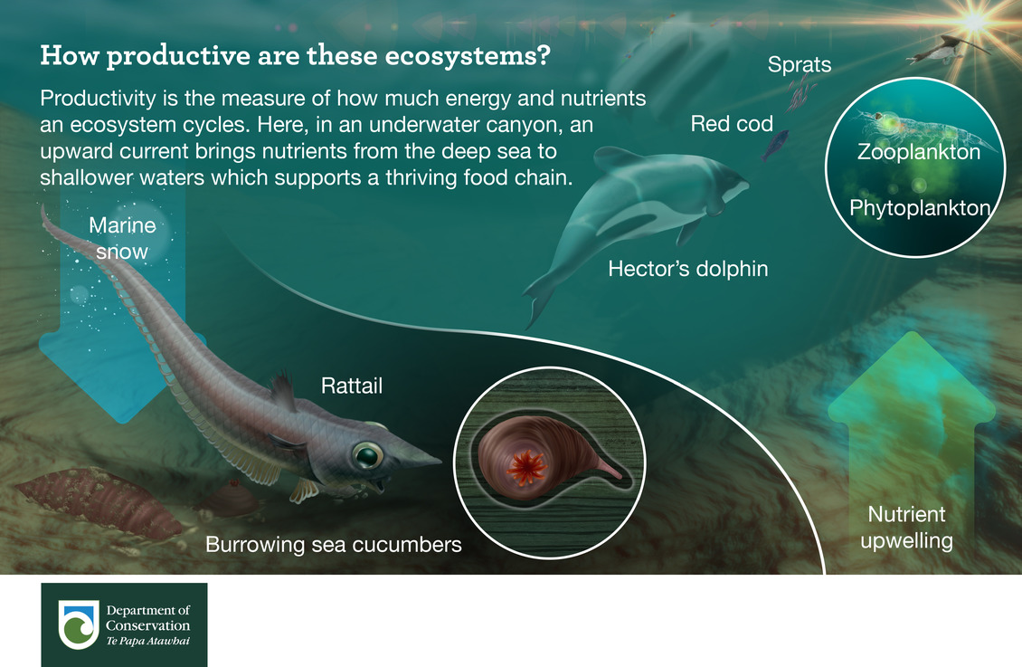 How productive are these ecosystems infographic 