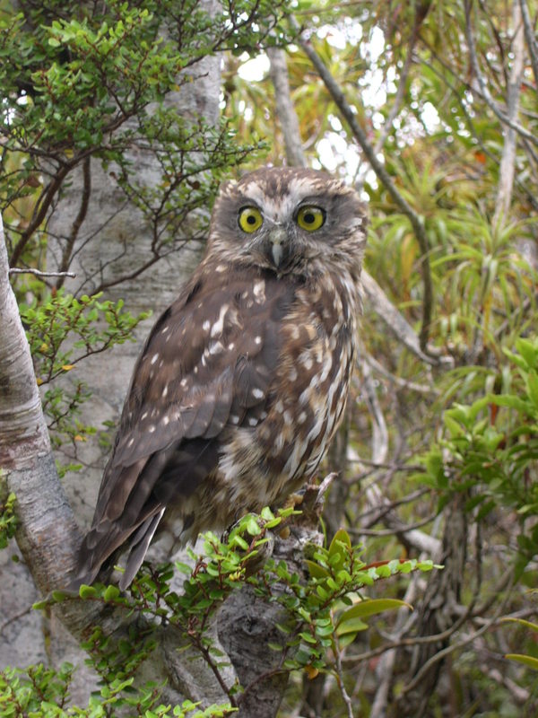 New Zealand ruru or owl (commonly called morepork) in a tree.