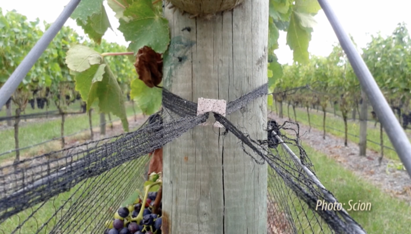 Bioplastic vine net clip prototypes in a vineyard.
