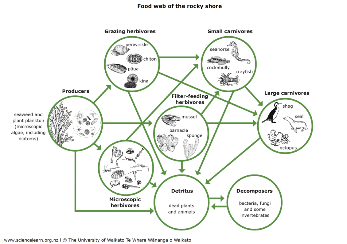 Diagram of the food web of rocky shore.