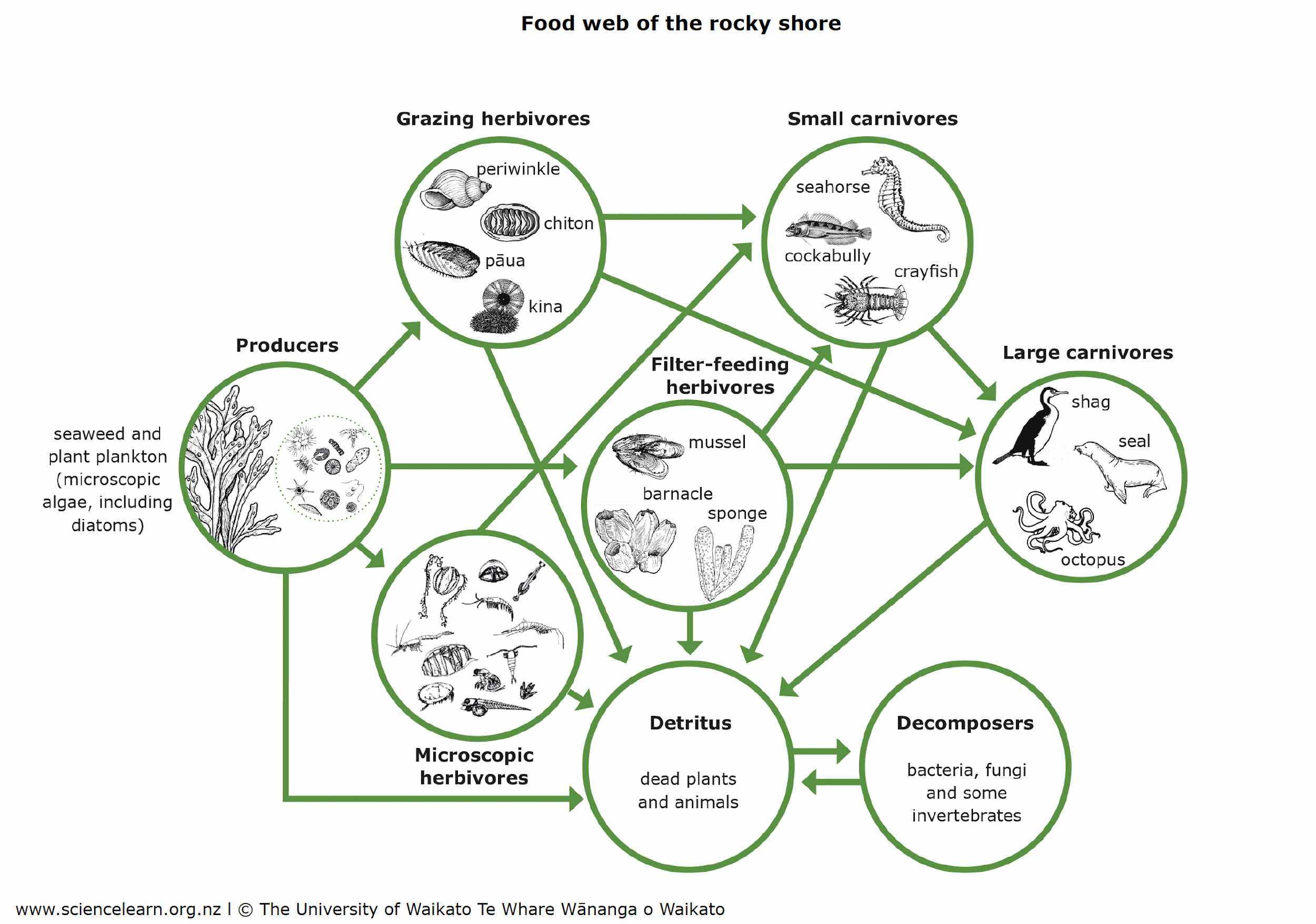 Food web of rocky shore — Science Learning Hub