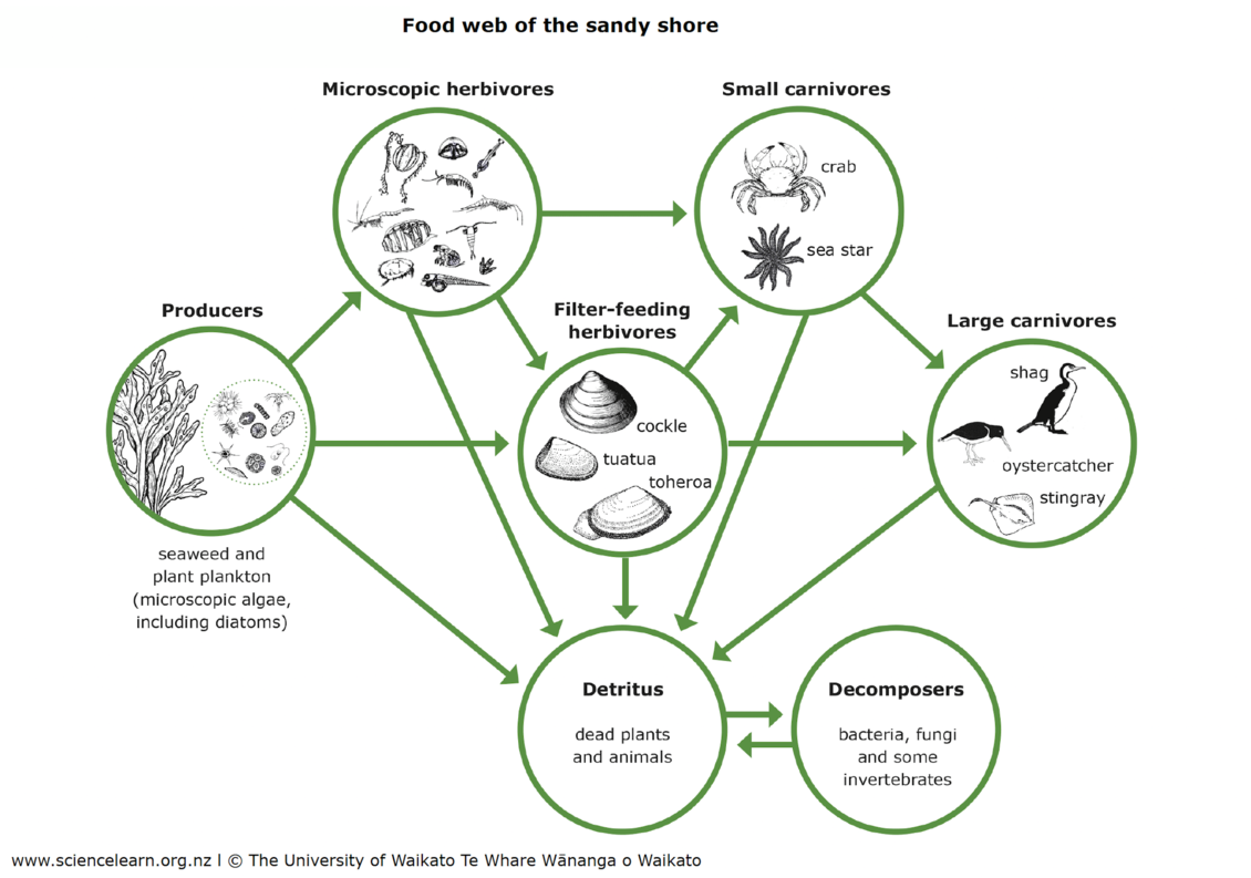 Food web diagram of a sandy shore habitat.