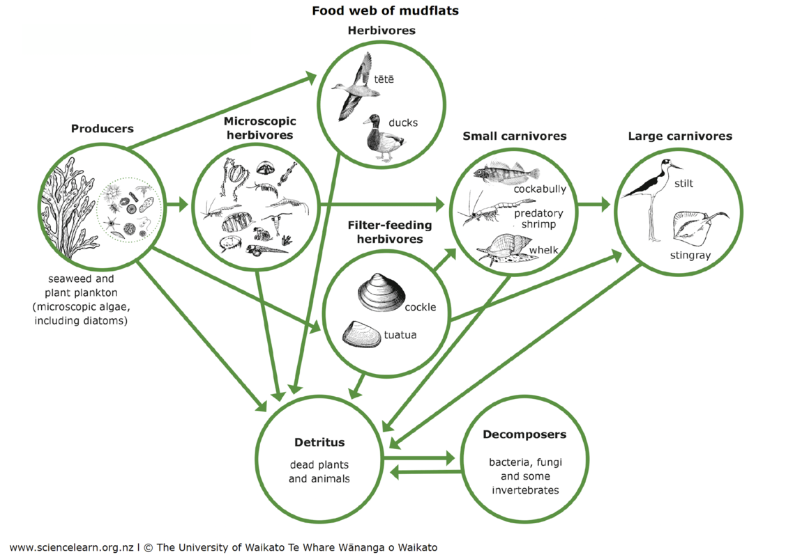 Food web diagram of mudflats: some of the feeding relationships