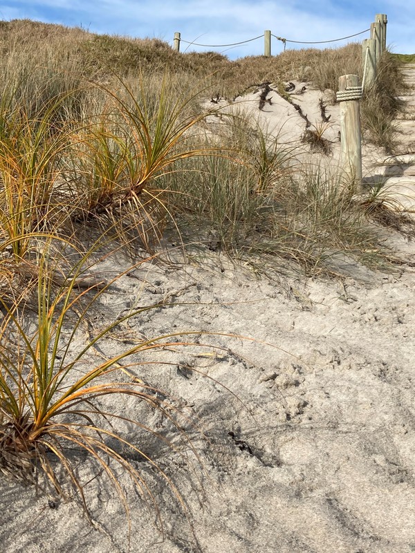 Pīngao or golden sand sedge, an endemic like plant on sand dunes