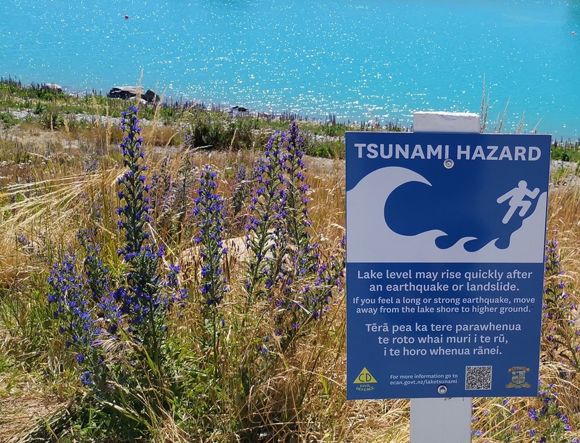 Lake Tekapo tsunami sign, New Zealand with lupins & lake behind