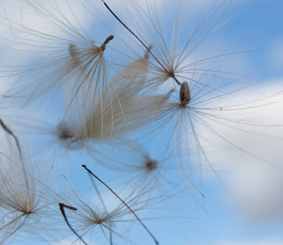 Feather light thistledown blowing in breeze against a blue sky.