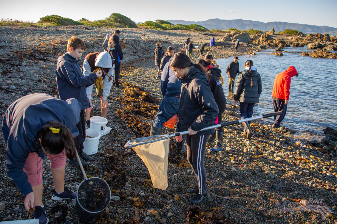 Tauira (students) gathering rimurimu (seaweed) on beach.