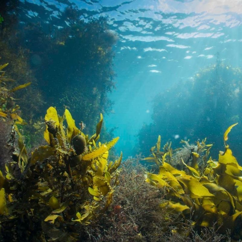 Kelp (Rimurimu/seaweed) forests underwater .