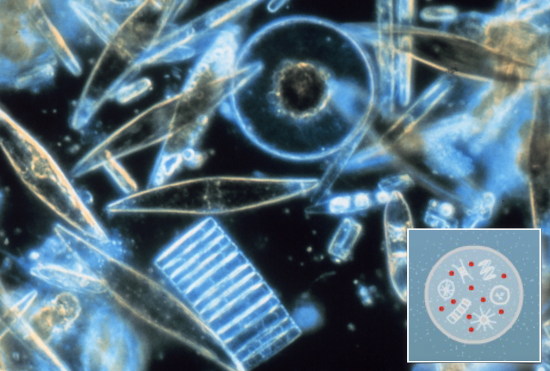 Diatoms (a common phytoplankton) under the microscope + insert