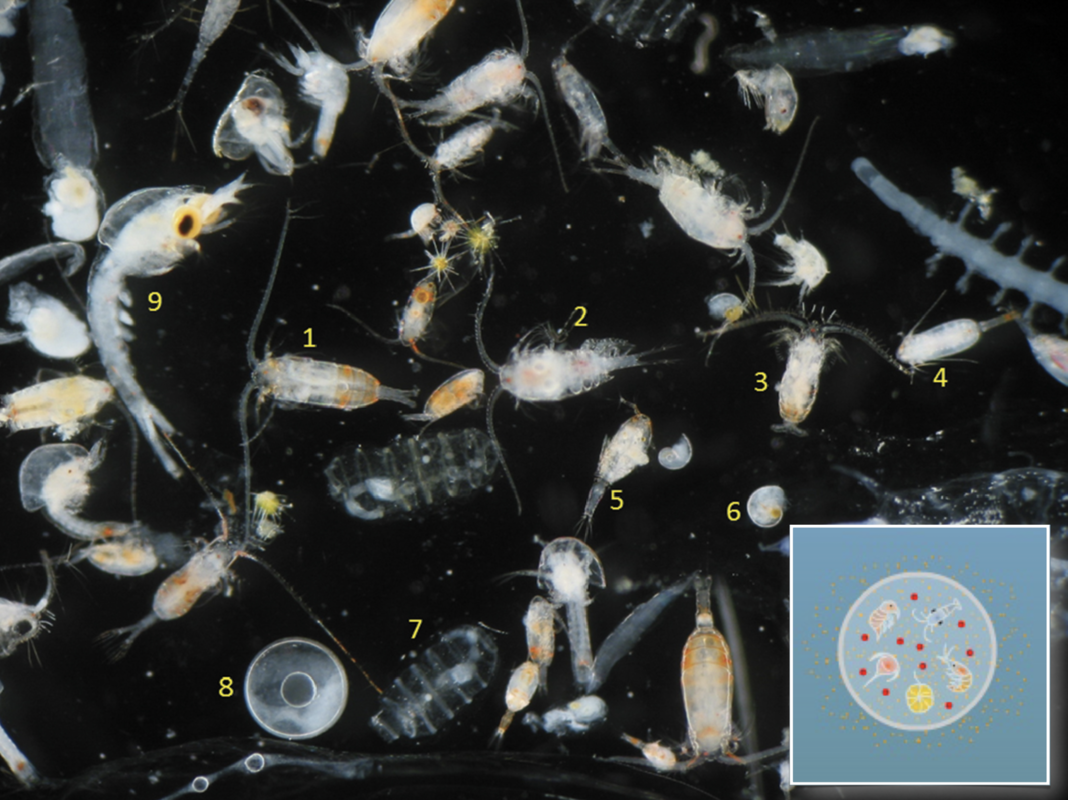 Zooplankton sample including several different species + insert