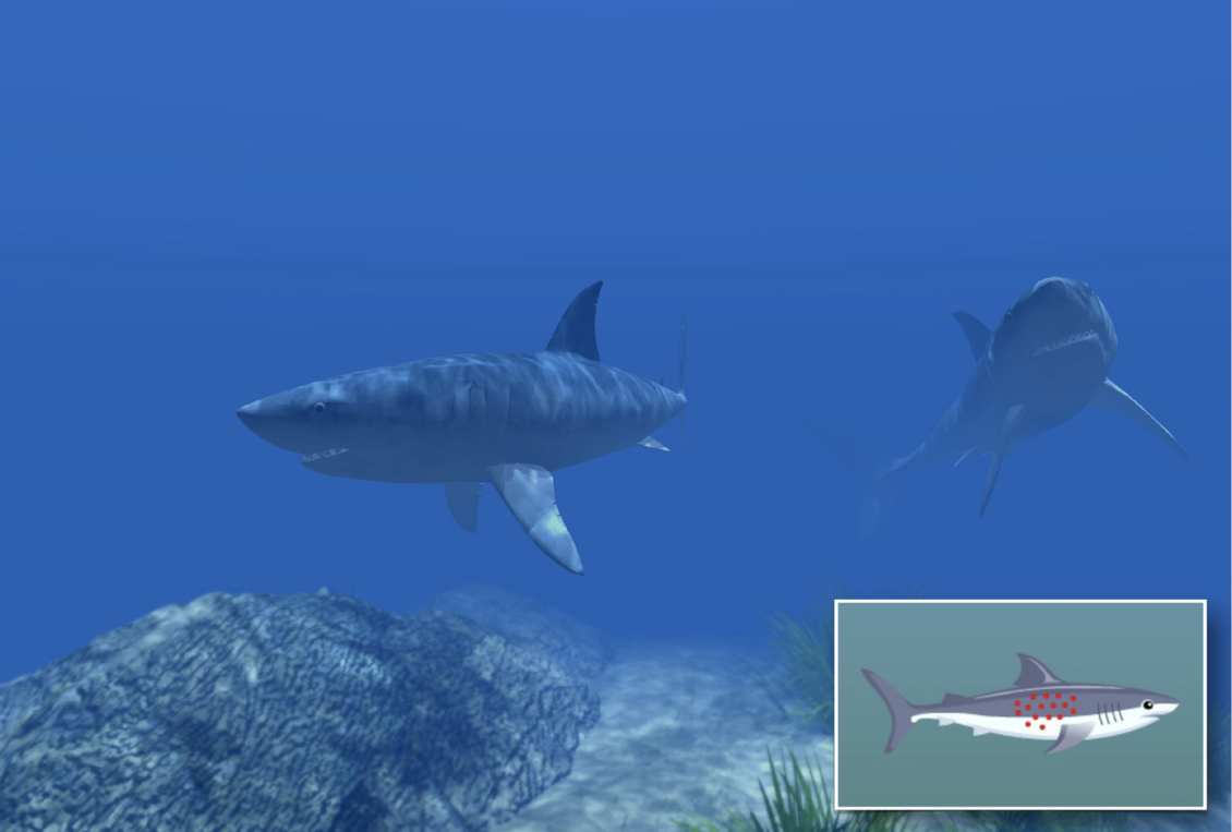 2 sharks underwater, insert of possible toxin bioaccumulation