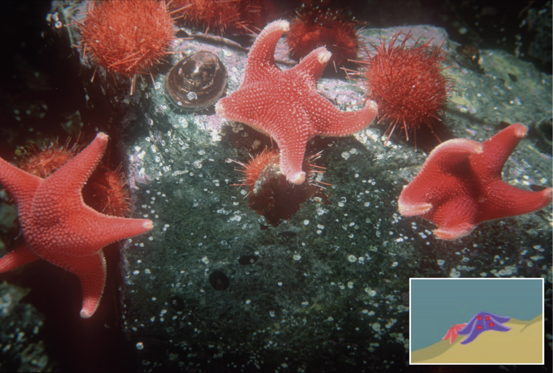 Underwater sea stars, urchins and limpets from Antarctic benthos
