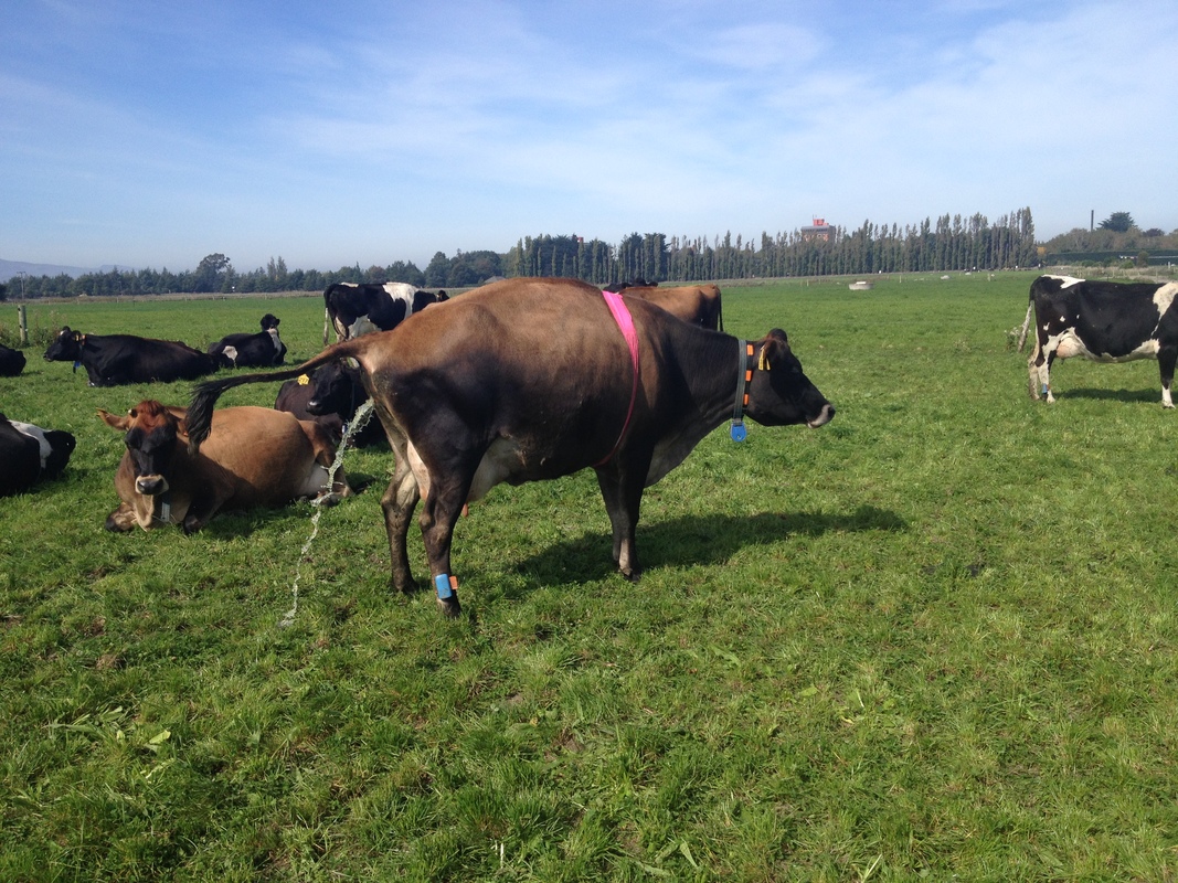 Cows in field, brown cow peeing on grass., sunny day.