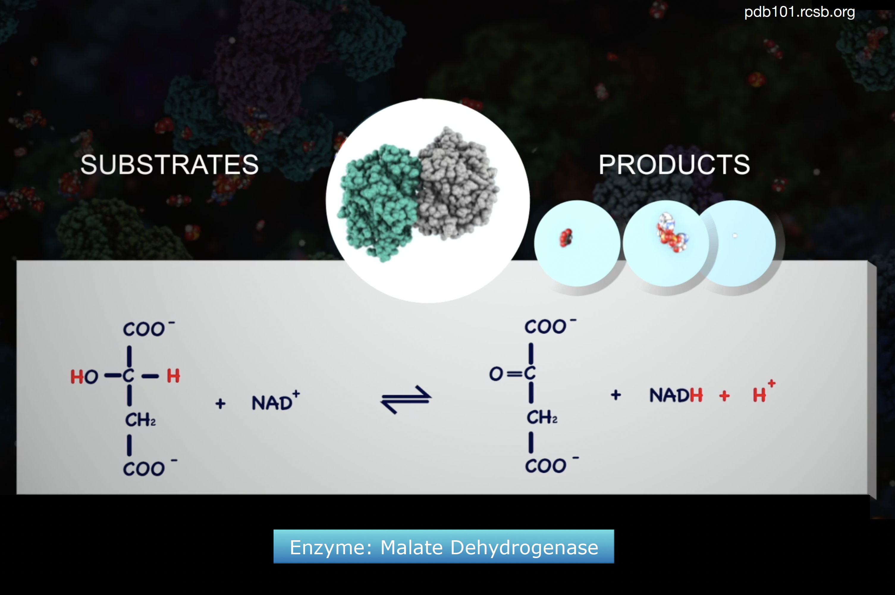 Catalysing chemical reactions with enzymes — Science Learning Hub