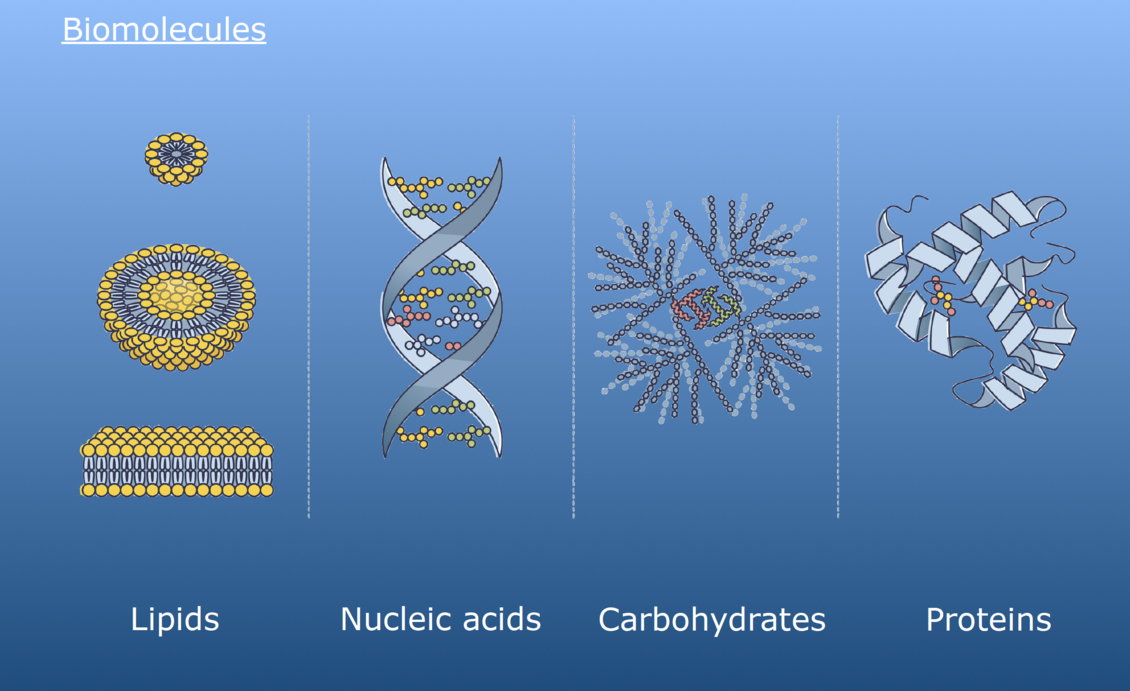 4 main classes of biomolecules in living organisms diagram.