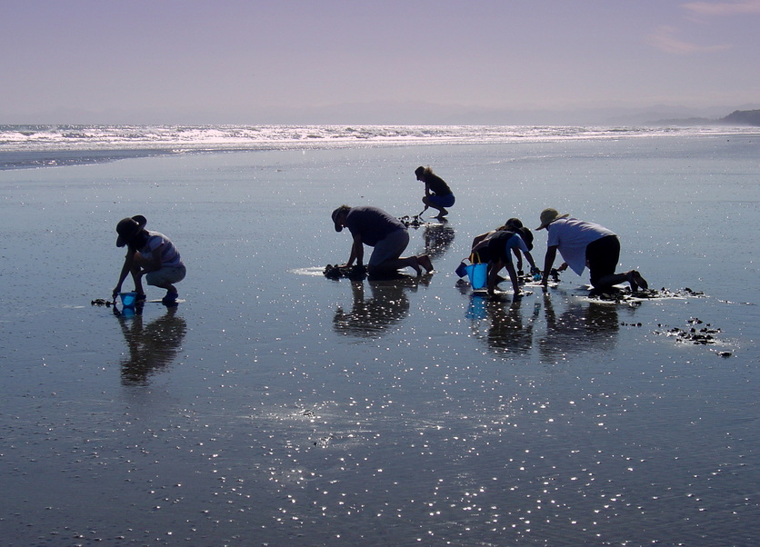 Harvesting shellfish and seafood in the eastern Bay of Plenty