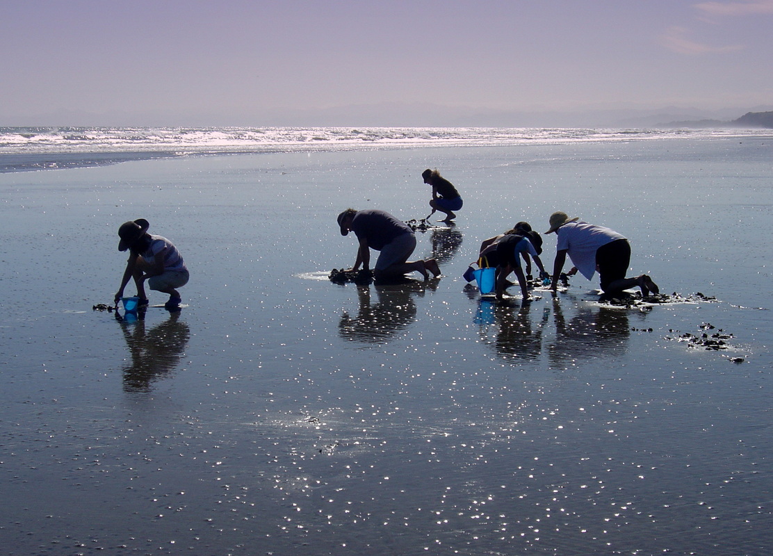 Harvesting shellfish and seafood in the eastern Bay of Plenty