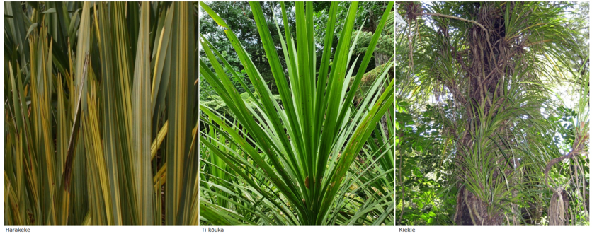 Harakeke, tī kōuka and kiekie leaves. 