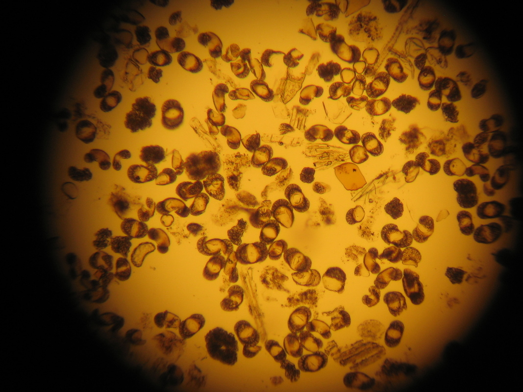 Pollen concentrated for radiocarbon dating.