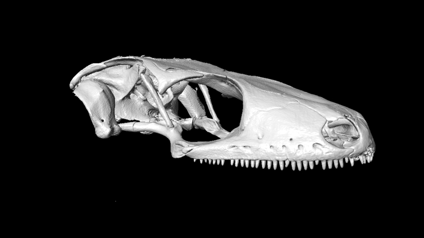 CT scan of the skull of Duvaucel gecko, Hoplodactylus duvaucelii