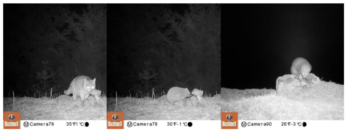 Camera view of Pest predators investigating ‘fake news’ smells