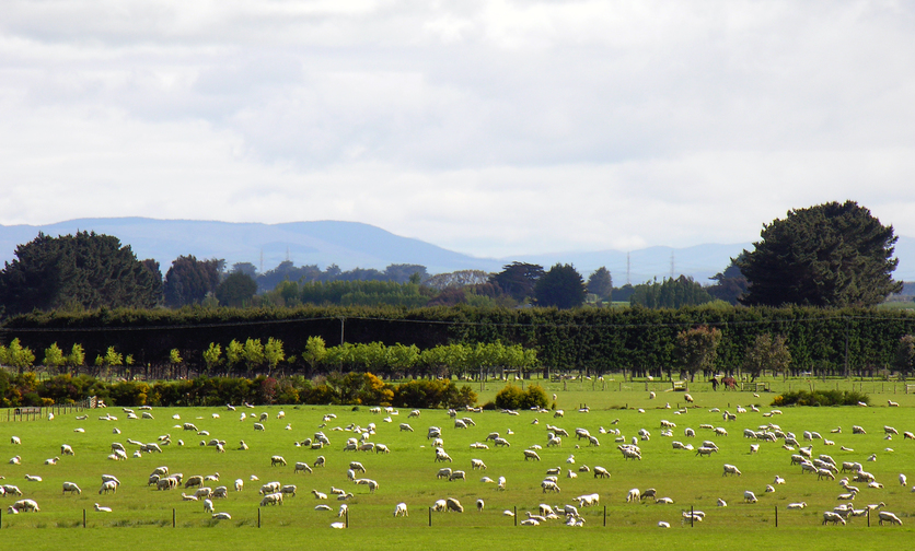 Large flock of sheep on flat pasture
