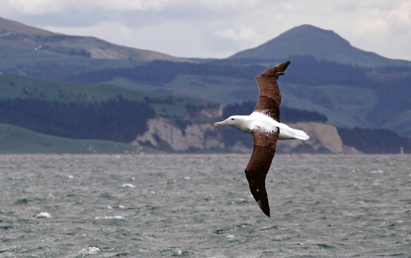 A toroa/northern royal albatross flying over ocean by coastline