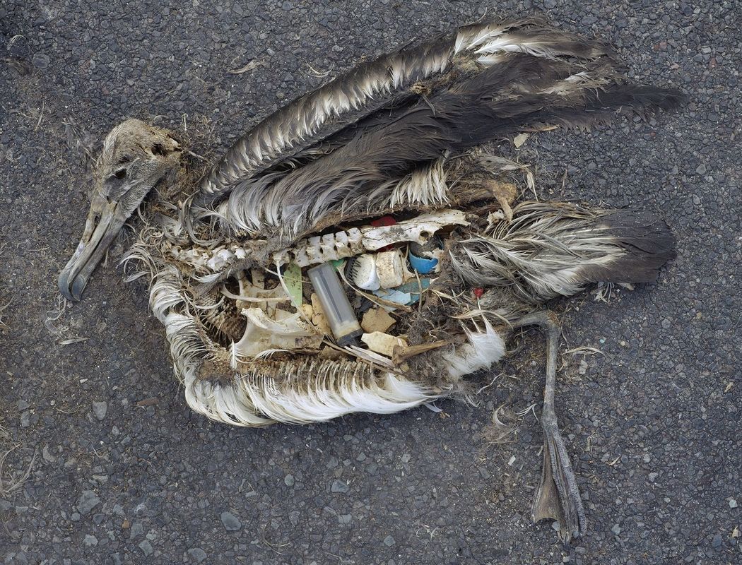 Dead albatross chick, stomach has plastic marine debris.