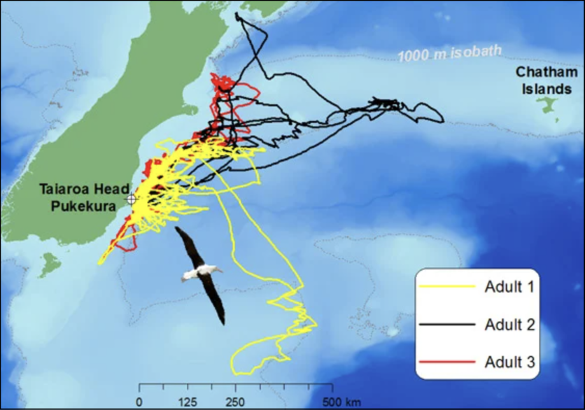 GPS map tracking of three adult Albatross over 4 months near NZ.