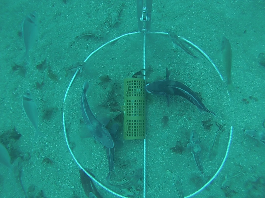Baited Underwater Video (BUV) surrounded by fish.