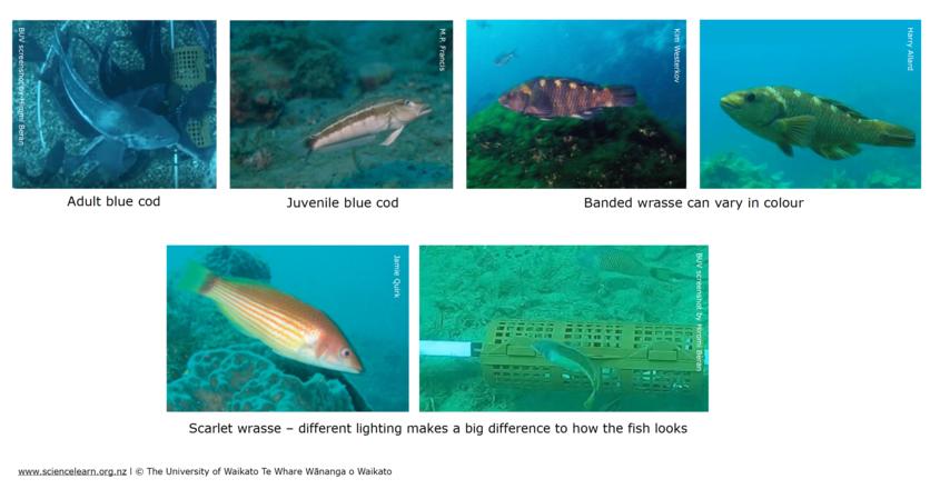 Image illustrating potential difficulties with classifying fish