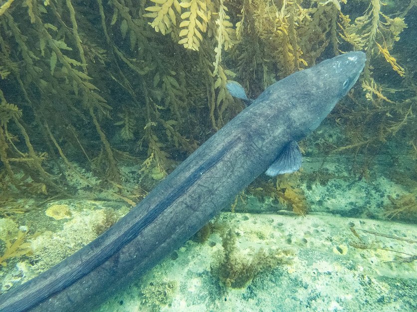 Southern Conger (Conger verreauxi) eel underwater.