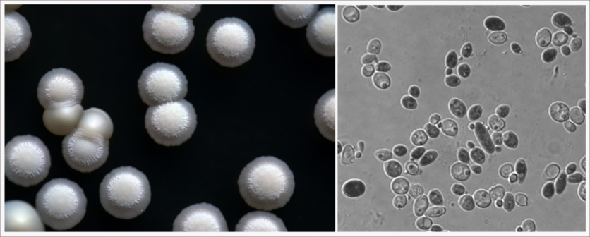 Wild sourdough starter cells - Wickerhamomyces yeast