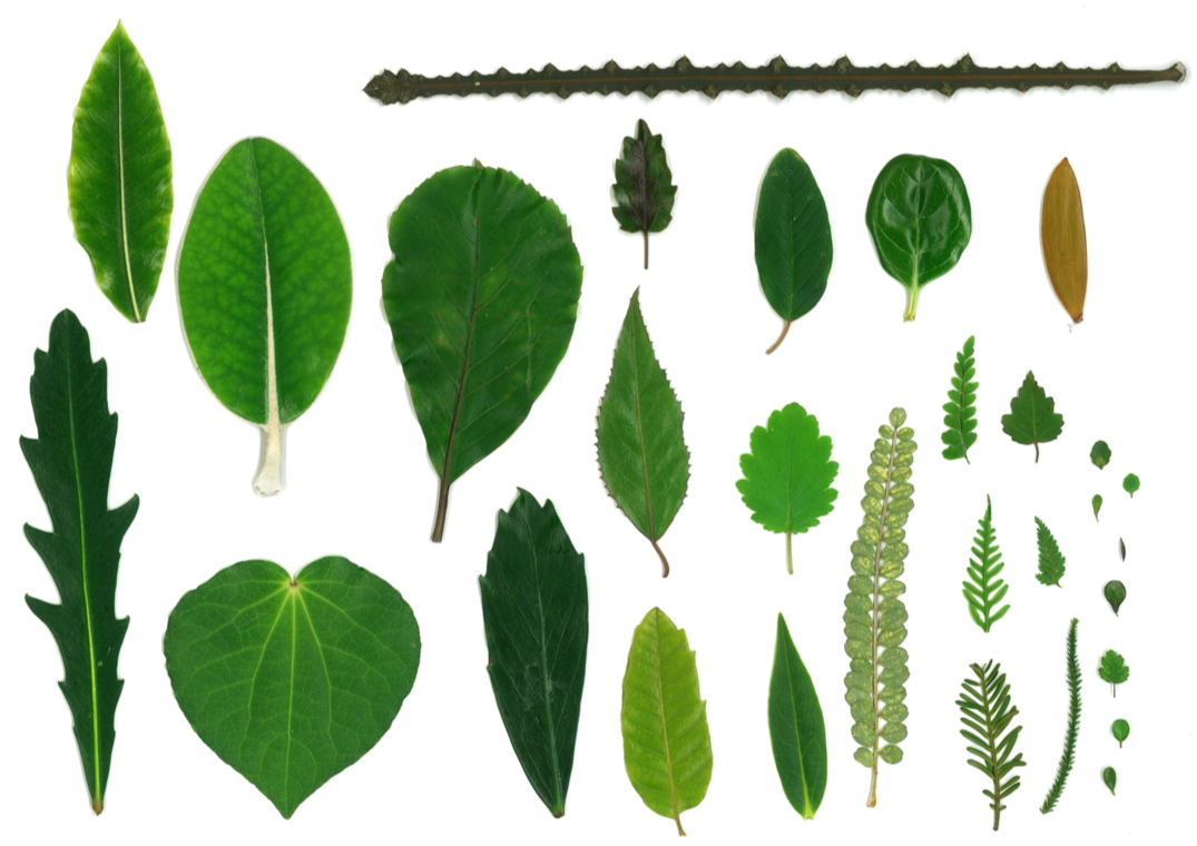 Image of a range of different distinctive tree leaves.