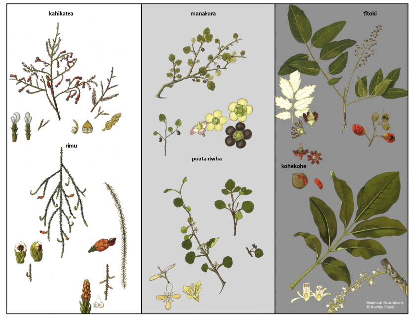 Various botanical illustrations. 