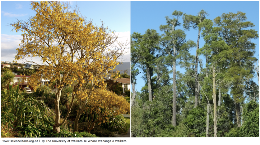 Kōwhai and kahikatea trees.