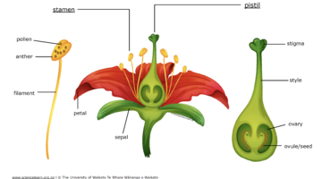Parts of a Flower: An Illustrated Guide