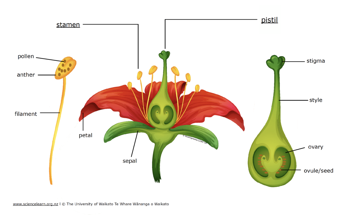Parts of a flower diagram.