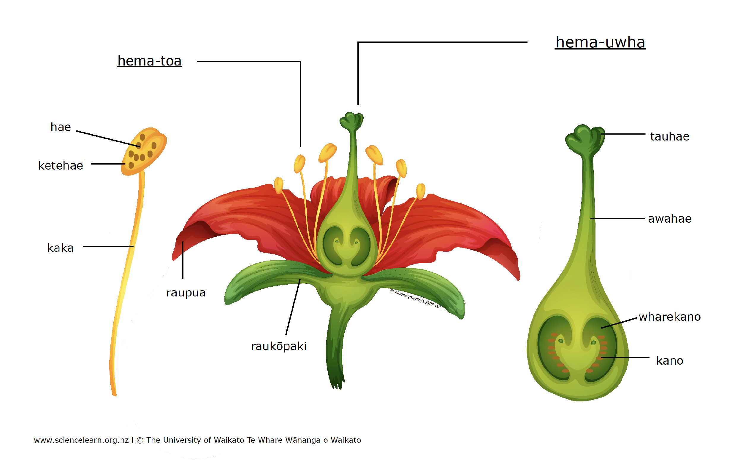te-haenga-me-te-ruinga-o-te-k-kano-pollination-and-seed-dispersal