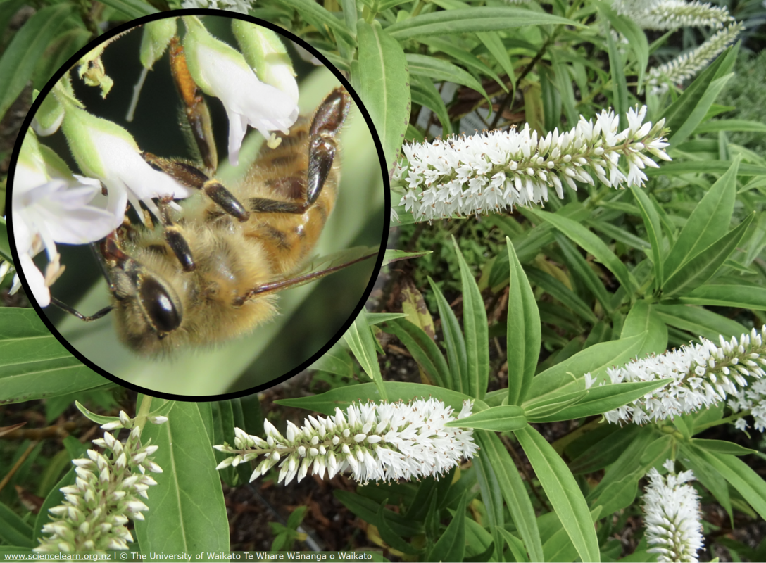 Honey bee drinking nectar from koromiko flowers.