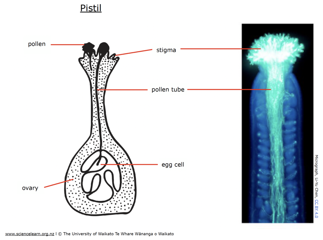 Diagram and a micrograph of a pistil.