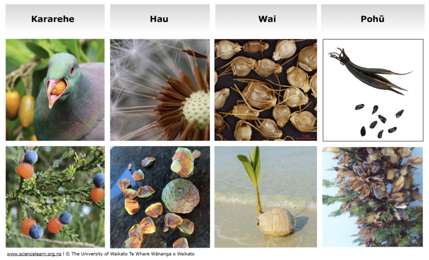 Selection of fruits showing how seeds adapt to distribute