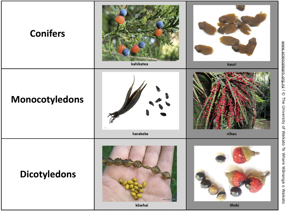 Conifers, monocotyledons and dicotyledons produce seeds. 