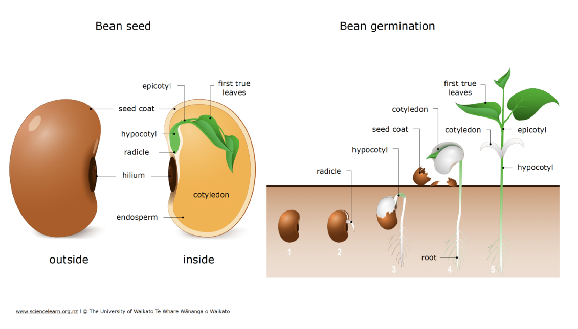 Diagram showing the germination of a dicotyledon. 